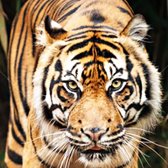 Tantalizing Tiger Ties Neckties 4 Tantalizing Tiger Ties Neckties - Image 2