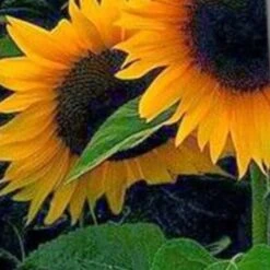 Sunflower Field Ties Neckties -Tie Discount Store 502856 2